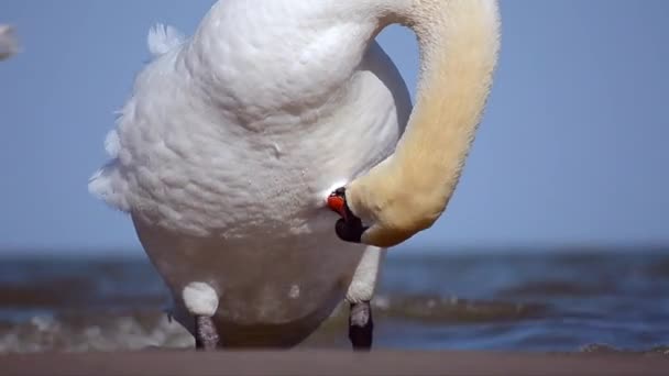 Schwan Reinigt Federn Der Ostseeküste Vor Dem Hintergrund Von Wellen — Stockvideo