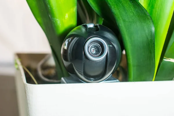 Webcam hidden in a flower pot for covert surveillance of the hou