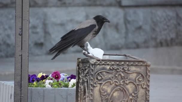 カラスは食べ物を探して骨壷からビニール袋を突き出す 都市における動物の社会問題 — ストック動画