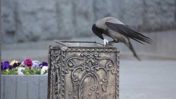 Kraai Pecks Een Plastic Zak Uit Een Urn Zoek Naar — Stockvideo