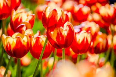 Çiçek tarhı şehir parkında yakın. Arka bulanık arka plan fo