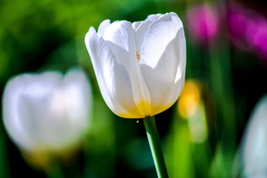 Çiçek tarhı şehir parkında yakın. Arka bulanık arka plan fo