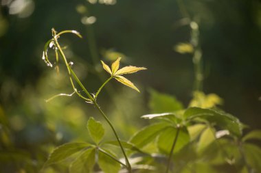 Parthenocissus (Girlish üzüm) tendril bir cins. Yabani üzümler. Güneş ışığının arka planında yapraklar.