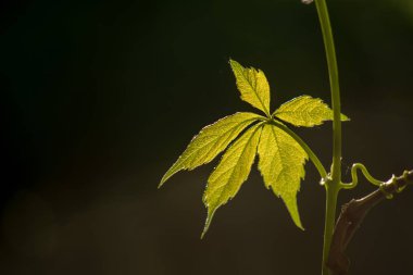Parthenocissus (Girlish üzüm) tendril bir cins. Yabani üzümler. Güneş ışığının arka planında yapraklar.