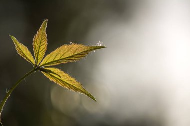 Parthenocissus (Girlish üzüm) tendril bir cins. Yabani üzümler. Güneş ışığının arka planında yapraklar.