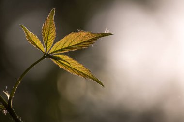 Parthenocissus (Girlish üzüm) tendril bir cins. Yabani üzümler. Güneş ışığının arka planında yapraklar.