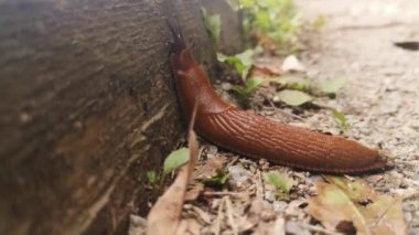 Turuncu sümüklüböcekler parkta sürünür. Makro çekim. Yakından kapatın. Balçık akıyor. Tatsız yaratılış.
