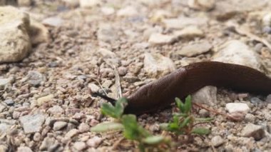 Turuncu sümüklüböcekler parkta sürünür. Makro çekim. Yakından kapatın. Balçık akıyor. Tatsız yaratılış.