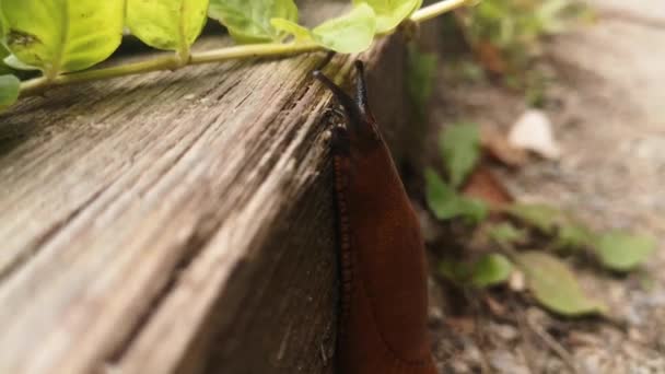 Turuncu Sümüklüböcekler Parkta Sürünür Makro Çekim Yakından Kapatın Balçık Akıyor — Stok video