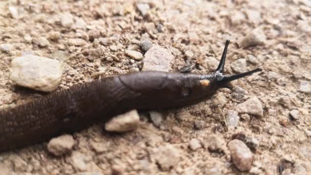Turuncu Sümüklüböcekler Parkta Sürünür Makro Çekim Yakından Kapatın Balçık Akıyor — Stok video