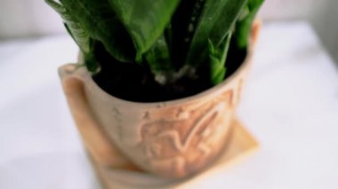 Evin gizli takibi için kadın iç çamaşırına gizli kamera yerleştirilmiş. Gözetleme ve güvenlik sistemleri. Akıllı Ev. Casusluk. İzlemek için gizli kamera