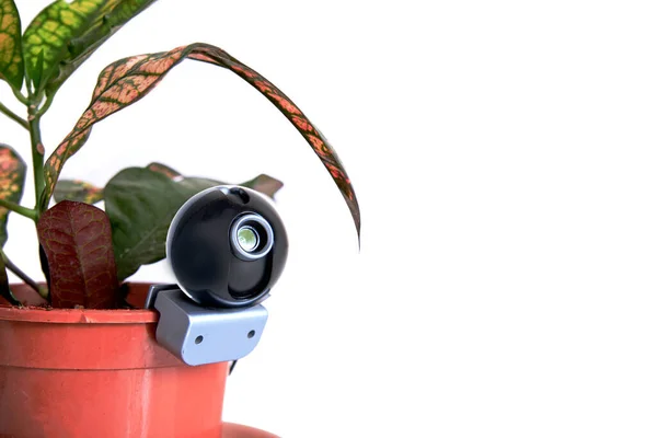 Webcam Escondida Una Planta Para Vigilancia Encubierta Casa Sistemas Vigilancia —  Fotos de Stock