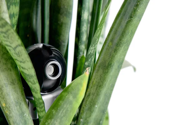 Versteckte Webcam Einem Blumentopf Versteckte Videoüberwachung Und Spionage — Stockfoto
