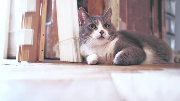 Een Grijze Kat Met Grote Ogen Grunt Moppert Zweert Tegen — Stockvideo