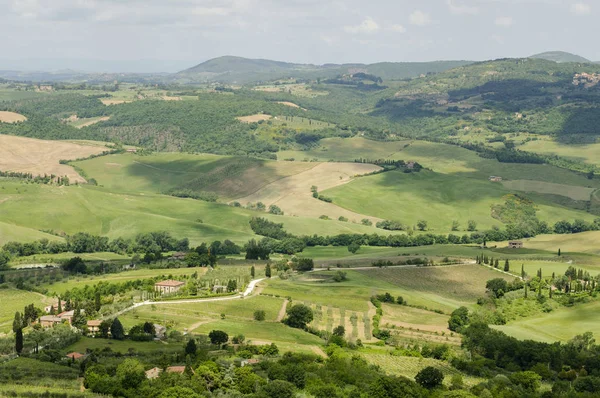 Val Orcia Tipik Tuscany Peyzaj Doğal Görünümü Hills Çayırlar Yeşil — Stok fotoğraf
