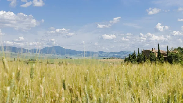 Val Orcia Tipik Tuscany Peyzaj Doğal Görünümü Tepeler Çayırlar Buğday — Stok fotoğraf
