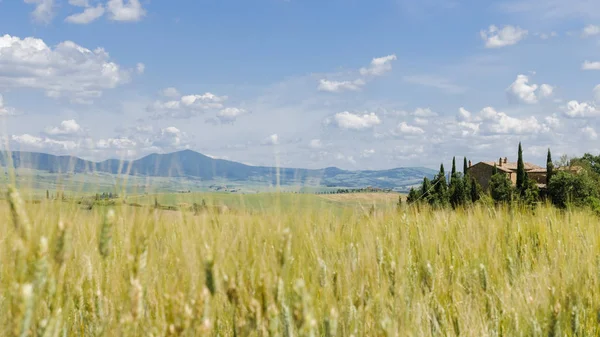 Val D'Orcia tipik Tuscany Peyzaj doğal görünümü: tepeler, çayırlar ve buğday alanları. Toskana, İtalya, Europe
