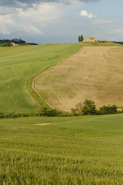 Malowniczy Widok Typowy Krajobraz Tuscany Val Orcia Wzgórza Łąki Zielone — Zdjęcie stockowe