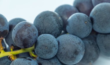 Beka beyaz arka plan siyah üzüm meyve