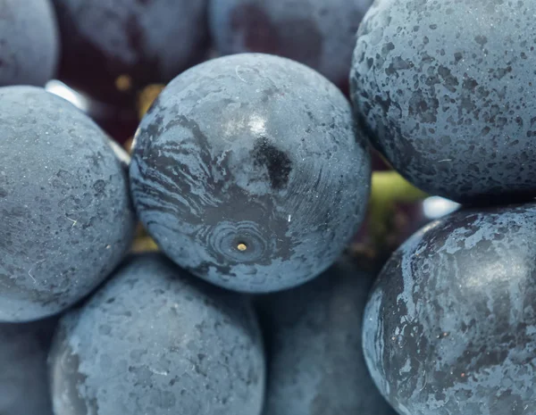 Frutos Uva Negra Sobre Fondo Blanco — Foto de Stock