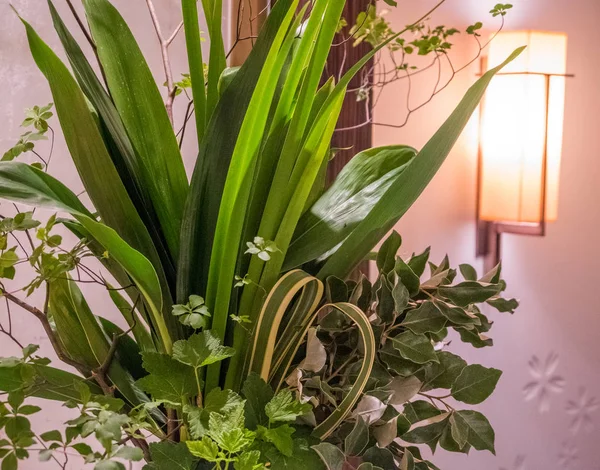 花瓶の装飾的な植物 — ストック写真