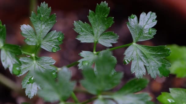 Cilantro Atau Peterseli Cina Tumbuh Tutup — Stok Video