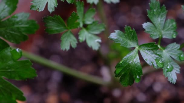 Cilantro Atau Peterseli Cina Tumbuh Tutup — Stok Video