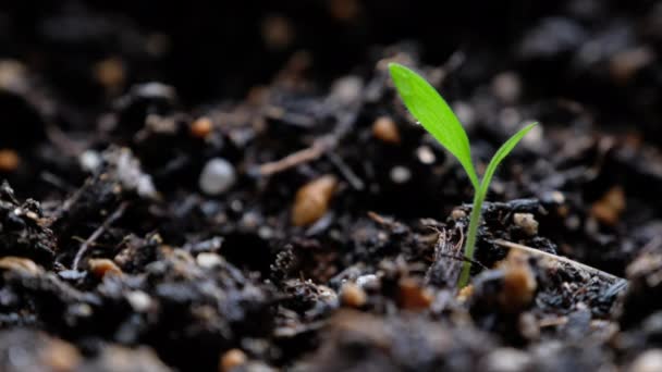 Plántulas Tomate Primavera — Vídeos de Stock