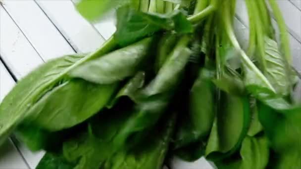 Green wet mustard leaves — Stock Footage Green Wet Mustard Leaves Stock Footage