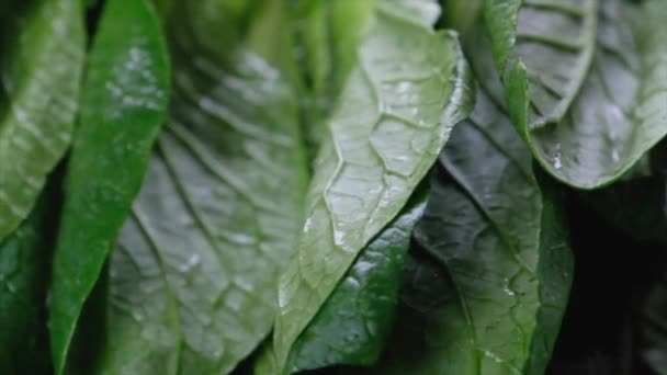 Hojas Verdes Mostaza Aisladas Blanco — Vídeos de Stock