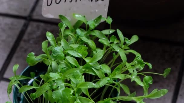 Coriander Herbs Growing Close — Stock Video