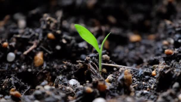 Plántulas Tomate Primavera — Vídeo de stock