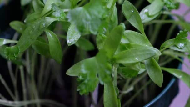 Hierbas Cilantro Creciendo Cerca — Vídeos de Stock