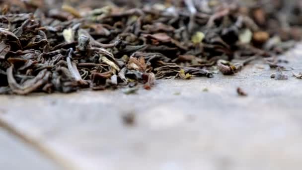 Darjeeling Dry Tea Leaves — Stock Video