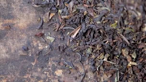 Rotující Darjeeling Volný Čaj — Stock video