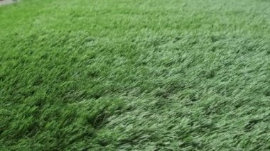 Taze yeşil çimenlerin üzerinde golf topları. Atış kurulması.