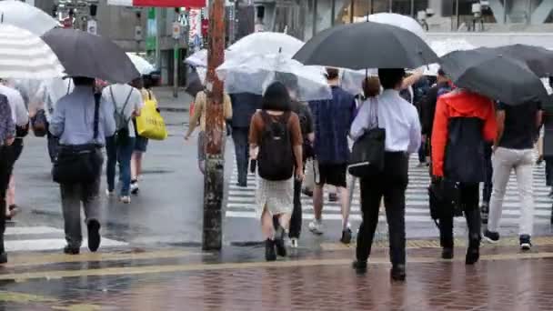 Menschen mit Regenschirm überqueren Fußgängerüberweg — Stockvideo