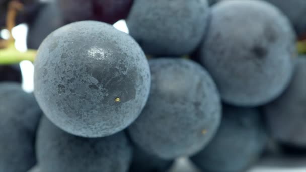 Fruta Uva Fresca Sobre Fondo Blanco — Vídeo de stock