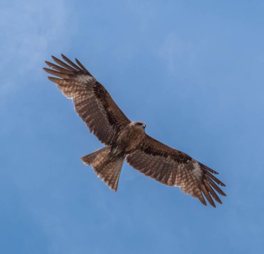 Japon Kara kulaklı uçurtma (Milvus lineatus) mavi gökyüzü karşı yükselen yırtıcı kuş.