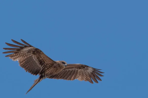 Japon Kara Kulaklı Uçurtma Milvus Lineatus Mavi Gökyüzü Karşı Yükselen — Stok fotoğraf