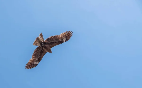 Japanese Black Eared Kites Milvus Lineatus Bird Prey Soaring Blue — Stock Photo, Image