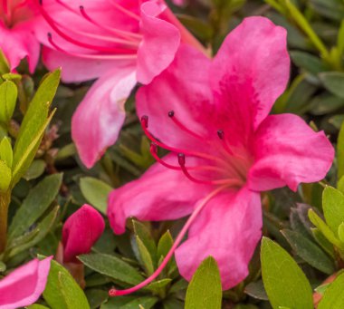 bahçede büyüyen güzel pembe çiçekler 