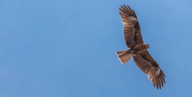 Japon Kara kulaklı uçurtma (Milvus lineatus) mavi gökyüzü karşı yükselen yırtıcı kuş.