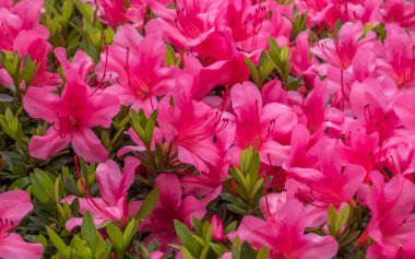 bahçede büyüyen güzel pembe çiçekler 