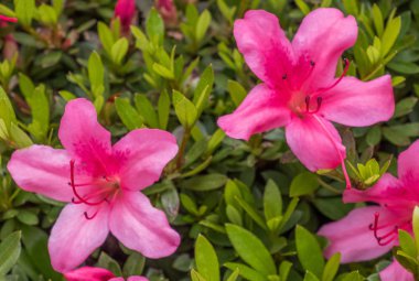 bahçede büyüyen güzel pembe çiçekler 