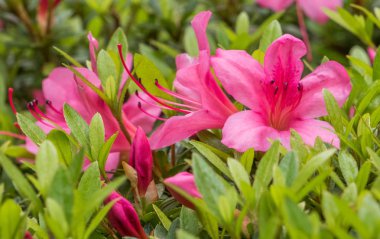 bahçede büyüyen güzel pembe çiçekler 