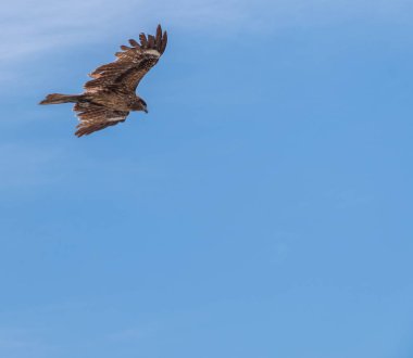 Japon Kara kulaklı uçurtma (Milvus lineatus) mavi gökyüzü karşı yükselen yırtıcı kuş.