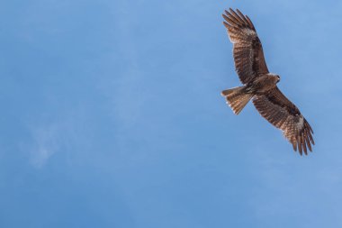 Japon Kara kulaklı uçurtma (Milvus lineatus) mavi gökyüzü karşı yükselen yırtıcı kuş.