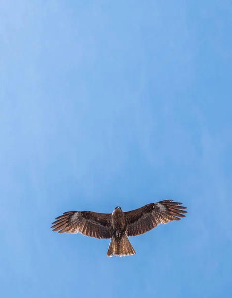 Japanese Black Eared Kites Milvus Lineatus Bird Prey Soaring Blue — Stock Photo, Image