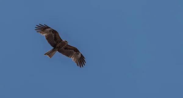 Japon Kara Kulaklı Uçurtma Milvus Lineatus Mavi Gökyüzü Karşı Yükselen — Stok fotoğraf